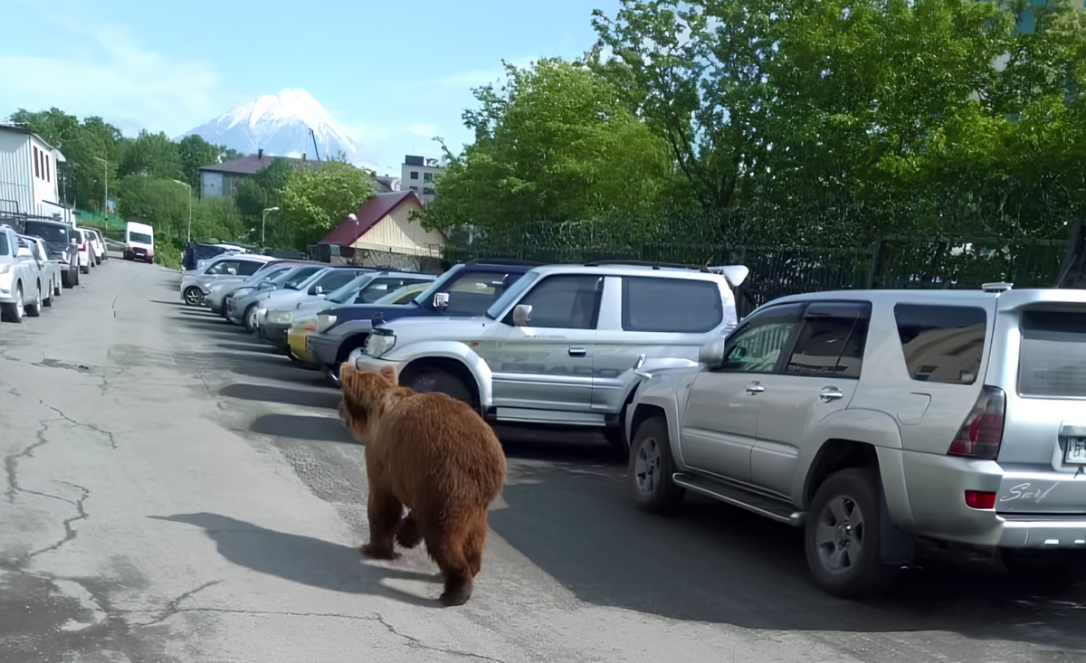 Карта выхода медведей в населенные пункты разработана на Камчатке 