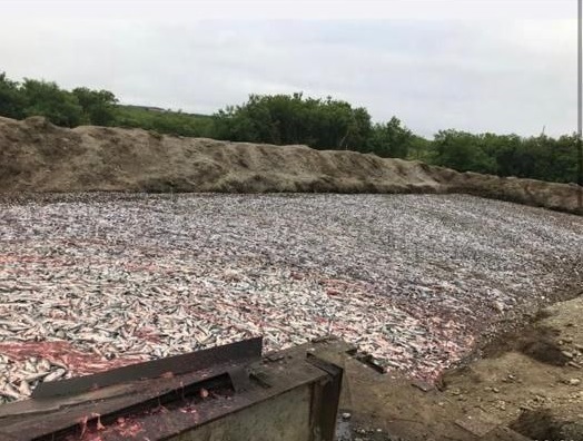 В правительстве Камчатского края инициировали проверку по факту обнаружения несанкционированной свалки рыбы в Соболевском районе