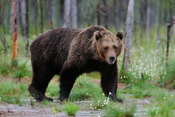 В Елизовском районе застрелен медведь, разорявший кладбище