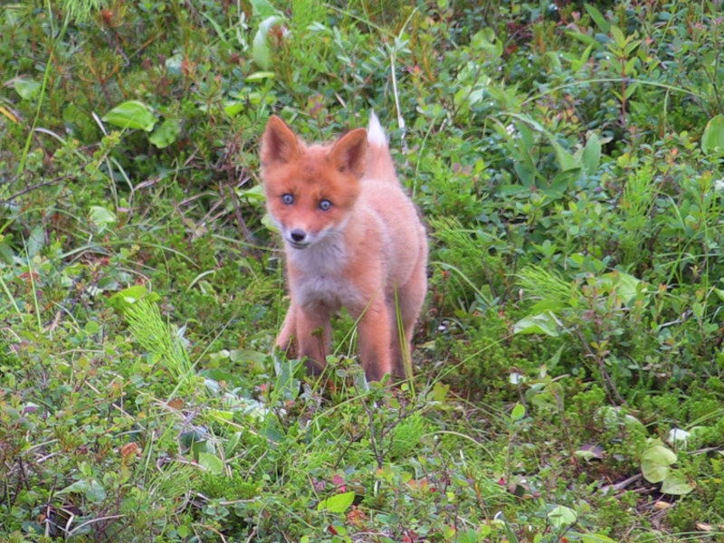 Rus foxes