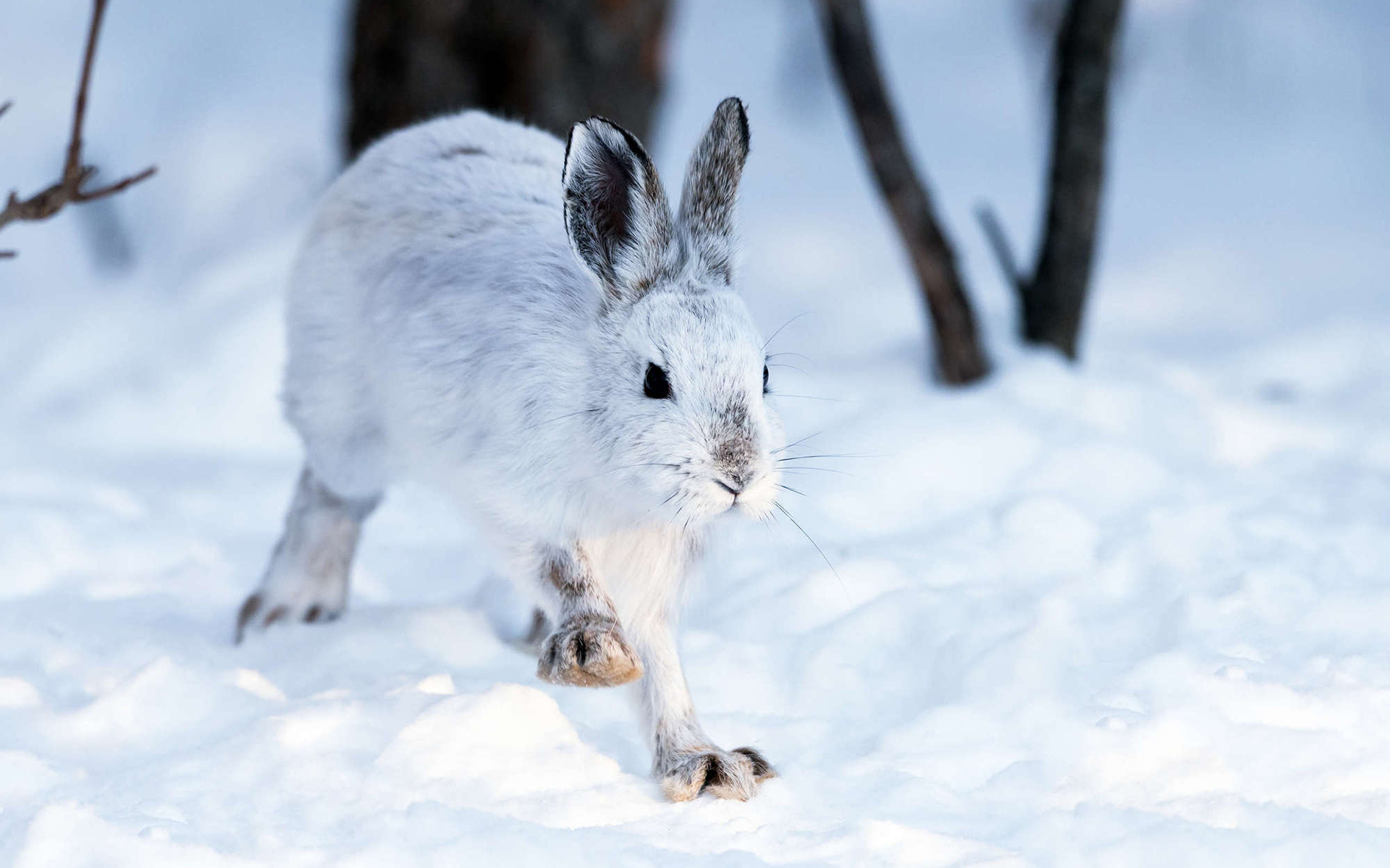 Заяц в сугробе. Заяц Беляк. Заяц Беляк зима. Заяц Беляк бегает. Зайчик зимой.