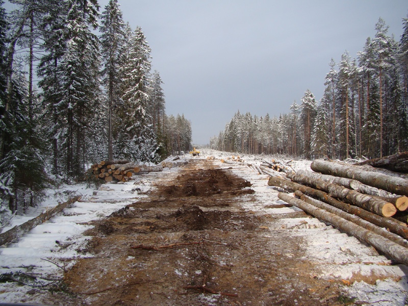 Изображение № 7 Брошенная древесина вдоль лесовозных дорог — не является валежником